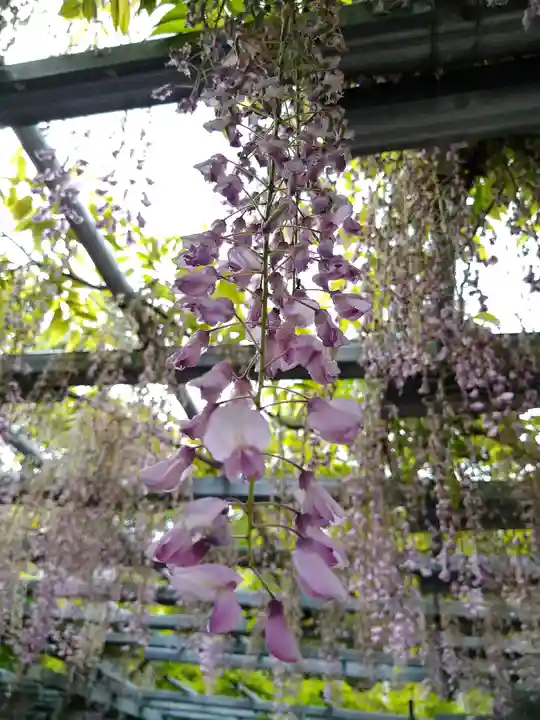 阿智神社の自然
