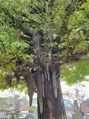 龍本寺(神奈川県)