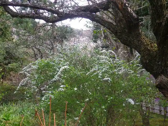 安國論寺(安国論寺)の自然