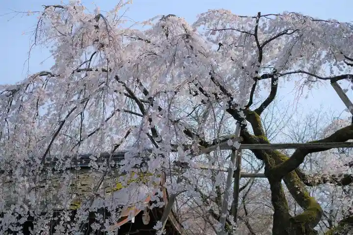 平野神社の自然