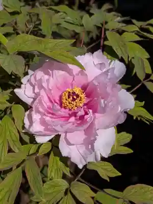 禅定院(東京都)