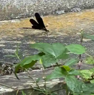 素盞雄神社(奈良県)