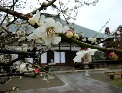 満徳寺(群馬県)