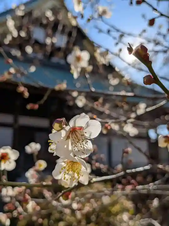 妙法寺(東京都)