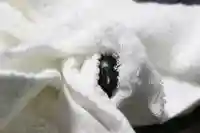 くまくま神社(導きの社 熊野町熊野神社)(東京都)