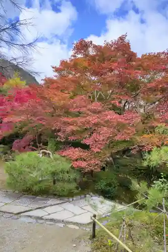 常寂光寺の自然