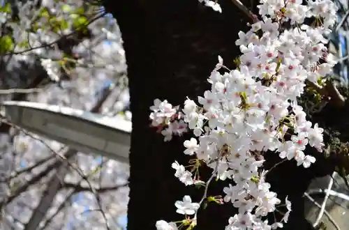 弥生神社の自然