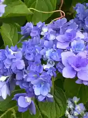 大山祇神社の自然