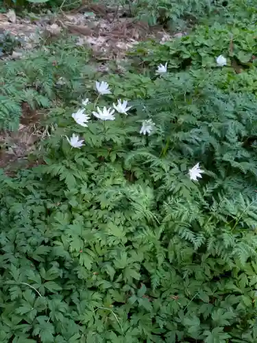 函館八幡宮の自然