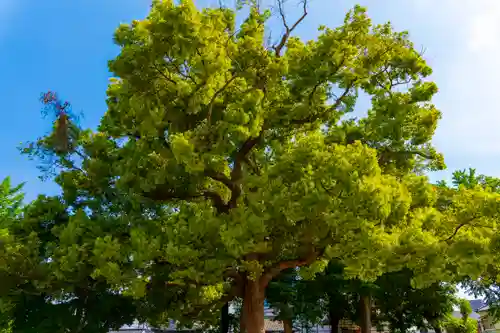 許麻神社の自然