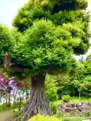 埴生神社(千葉県)