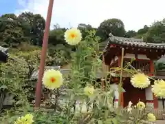 岡寺（龍蓋寺）の自然