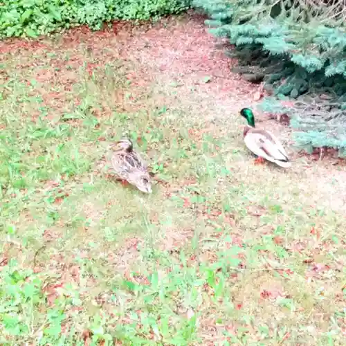 彌彦神社　(伊夜日子神社)の動物