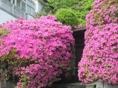 安養院　(田代寺）(神奈川県)