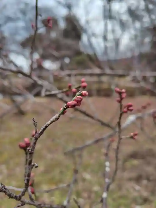 大覚寺(京都府)