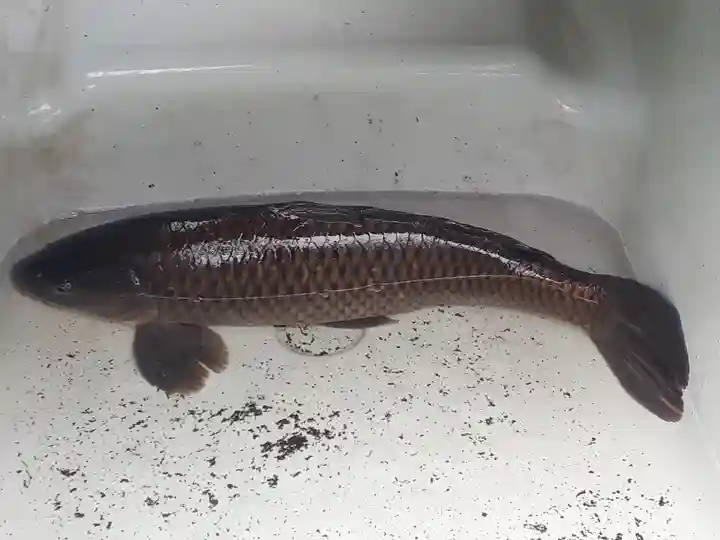 大生郷天満宮の動物