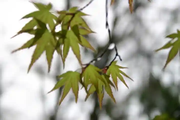 八幡神社の自然