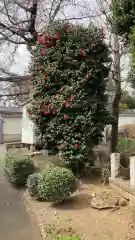 宝泉寺(東京都)