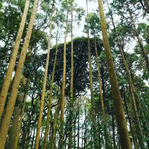 戸隠神社の自然