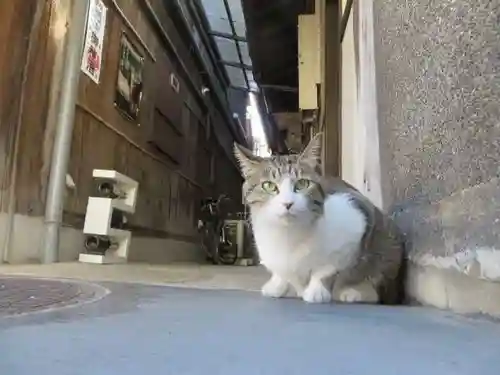 八坂神社(祇園さん)の動物