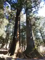 河口浅間神社の自然