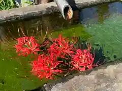 国宝 大法寺の手水