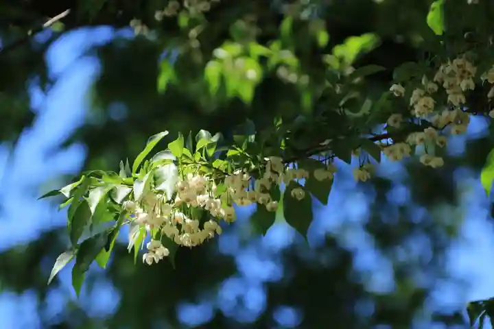 鹿島大神宮の自然