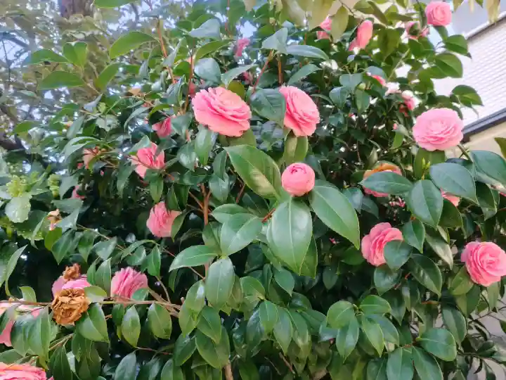 秋葉神社の{uncategorized: "未分類", other: "その他", undefined: "問題あり", building: "その他建物", grave: "お墓", sacred_gate: "鳥居", guardian: "狛犬", statue: "像", buddha: "仏像", history: "歴史", nature: "自然", garden: "庭園", animal: "動物", pagoda: "塔", temizu: "手水舎", mountain_gate: "山門・神門", sanctuary: "本殿・本堂", subordinate: "末社・摂社", art: "芸術", scenery: "景色", jizo: "地蔵", ema: "絵馬", goshuin: "御朱印", omikuji: "おみくじ", items: "授与品その他", amulet: "お守り", goshuincho: "御朱印帳", eats: "食事", festival: "お祭り", votive_dance: "神楽", shichigosan: "七五三参", wedding: "結婚式", experience: "体験その他", initially: "初詣", around: "周辺", anti_infection: "感染症対策"}