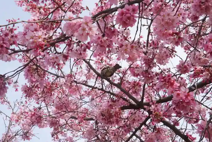 新井薬師(梅照院)の自然