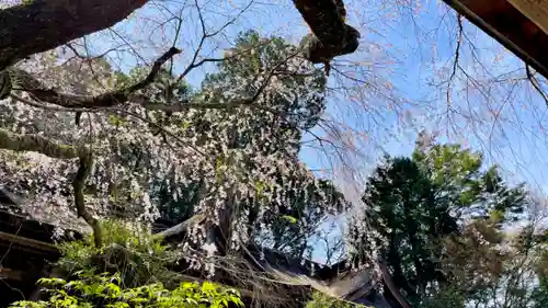 吉野水分神社（吉野町）の自然
