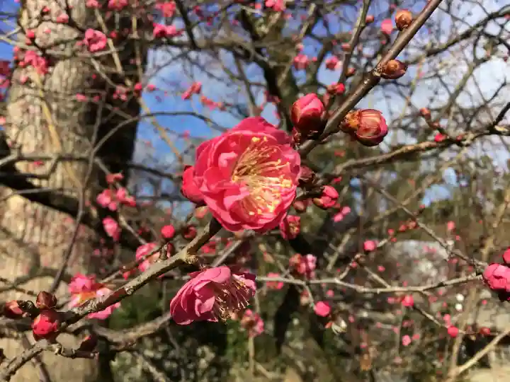 北野天満宮(京都府)