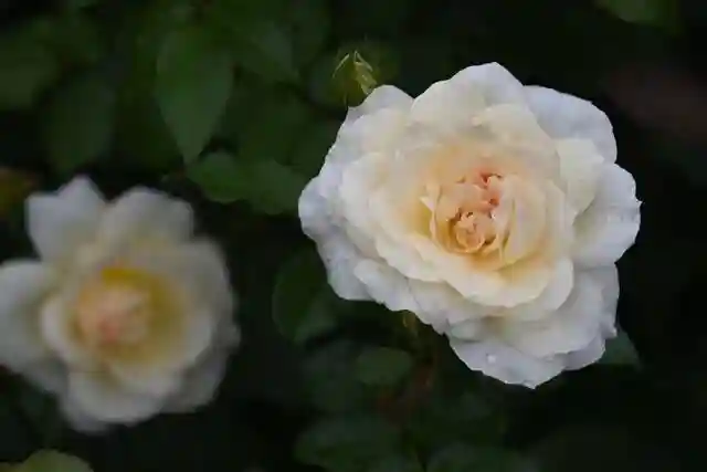 宝光寺(北海道)