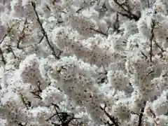 実相寺の自然