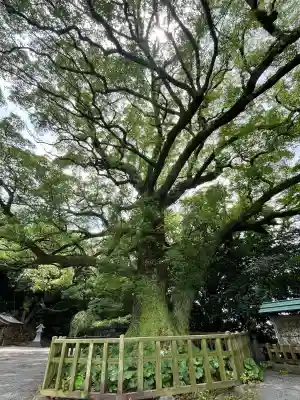 高良大社(福岡県)