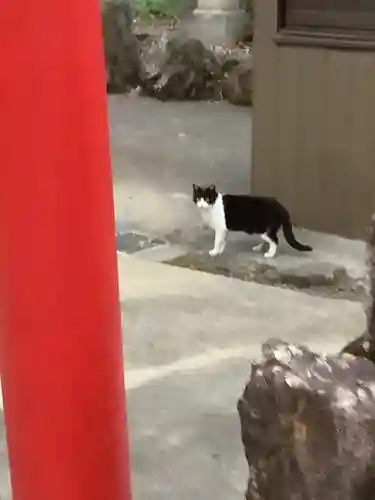 溝旗神社（肇國神社）の動物
