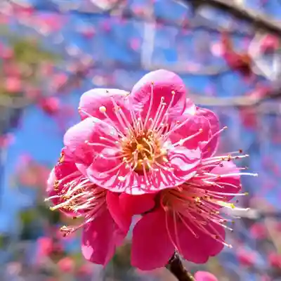 岡崎天満宮(愛知県)