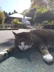 御誕生寺（猫寺）の動物