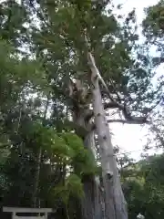 大馬神社の自然