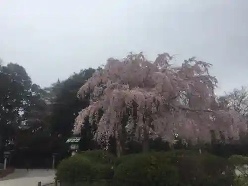 櫻木神社の自然