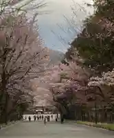 北海道神宮の景色