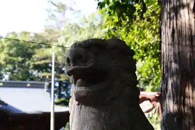 金井八幡神社の狛犬
