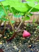 土津神社|こどもと出世の神さまの自然