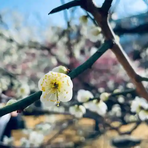 湯島天満宮の自然