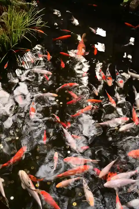 椙本神社(高知県)