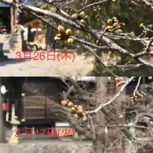 高司神社〜むすびの神の鎮まる社〜の自然(2020年03月28日(土) 10時25分25秒投稿)