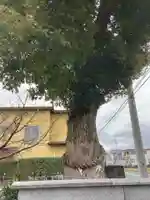 八幡若宮社の自然