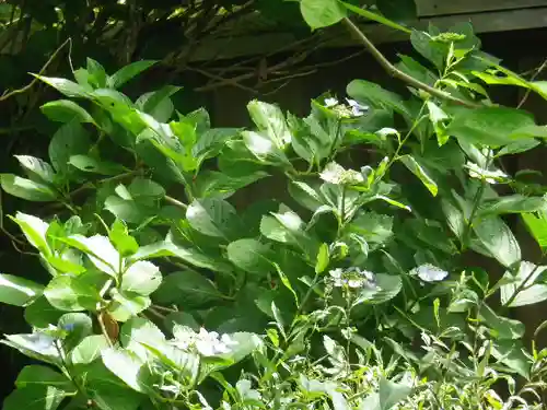 荏柄天神社の自然