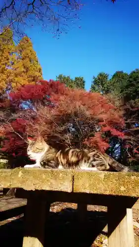 玉野御嶽神社の動物