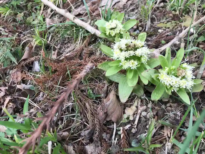 神社(名称不明)の自然