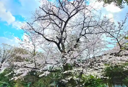 阿佐ヶ谷神明宮(東京都)